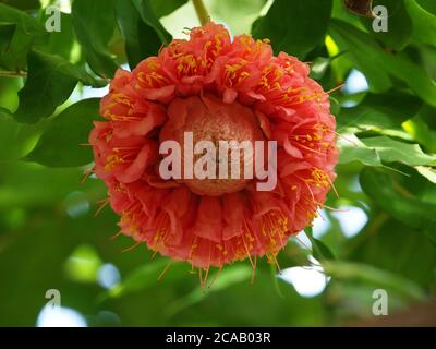 Exotische rosa rote zusammengesetzte Blume, die aus vielen kleinen Blumen besteht Mit gelben Anthern, die alle von den zentralen Knospen nach außen strahlen Tropischer Baum Stockfoto