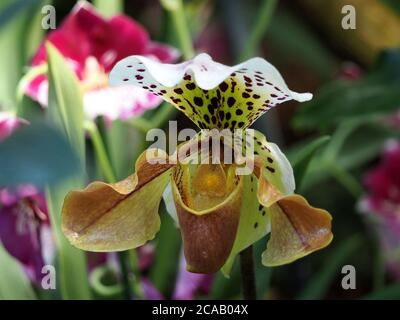 Exotische bunte Blume der tropischen Orchidee der Venus Pantoffel sp Paphiopedilum (Einer der Slipper oder Damen Slipper Familie - Cypripedioideae) Stockfoto