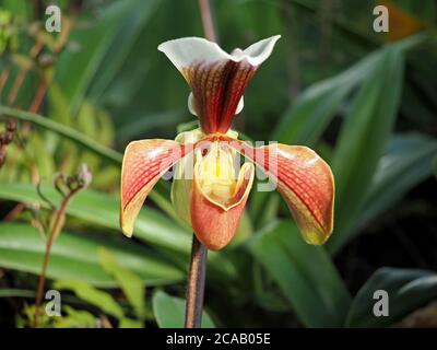 Exotische bunte Blume der tropischen Orchidee der Venus Pantoffel sp Paphiopedilum (Einer der Slipper oder Damen Slipper Familie - Cypripedioideae) Stockfoto