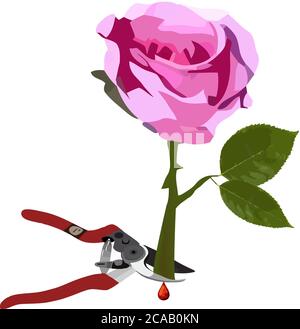 Illustration der Gartenschere Schneiden einer rosa Rose isoliert auf Ein weißer Hintergrund Stockfoto