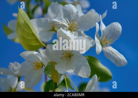 Bei Zweigstellen von Apfelbäumen mit weißen Blüten auf blauem Himmel Hintergrund Hintergrund. Stockfoto