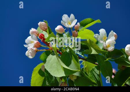 Bei Zweigstellen von Apfelbäumen mit weißen Blüten auf blauem Himmel Hintergrund Hintergrund. Stockfoto