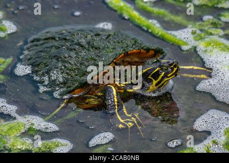 Florida Rotbauchschildkröte im Sumpf mit Algen bedeckt Stockfoto