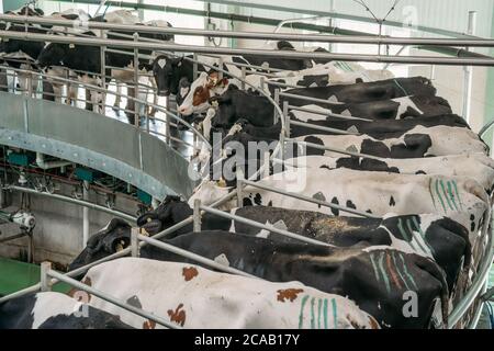 Kühe auf Rundrotiermaschine zum Melken in Milchviehbetrieben. Industrielle Milch- und Rinderproduktion, Nahaufnahme Stockfoto