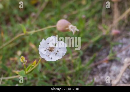 Blume Meer campion Silene uniflora Pflanze wächst auf den Felsen Stockfoto