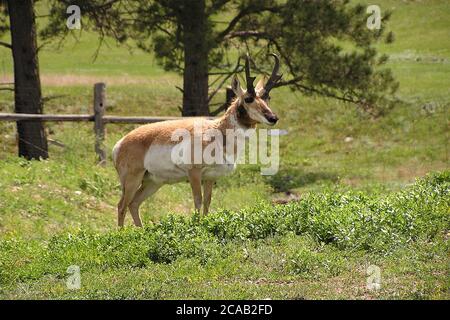 Antilope oder Pronghorn im Custer State Park, South Dakota, USA Stockfoto