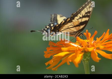 Tiger Schwalbenschwanz Schmetterling auf orange Zinnia Blume Stockfoto