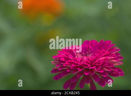 Nahaufnahme der dunkelrosa Zinnias Blume Stockfoto