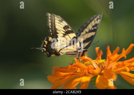 Tiger Schwalbenschwanz Schmetterling auf orange Zinnia Blume Stockfoto