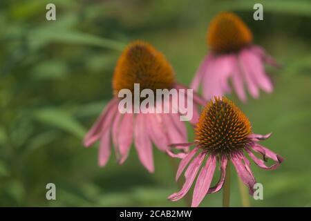 Nahaufnahme von drei Echinacea Kegelblüten Stockfoto