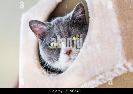 Nahaufnahme der Katze mit grünen Augen, die aus einer Kiste nach unten schaut Stockfoto