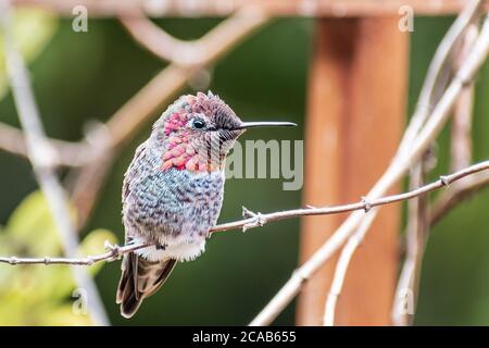 Männliche Anna's Hummingbird sitzt auf einem Ast, San Francisco Bay Area, Kalifornien Stockfoto