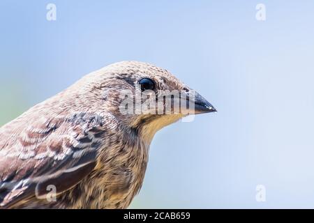 Nahaufnahme von Braunkopfkauz (Molothrus ater) Jungvogel; Cowbirds sind Brutparasiten, die ihre Eier in die Nester anderer Arten legen Stockfoto