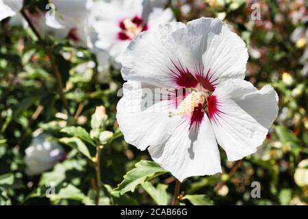 Nahaufnahme der Hibiscus syriacus 'Red Heart' Blume; Hibiscus syriacus ist ein winterharter, sommergrüner Strauch aus Süd-Zentral- und Südost-China, eingeführt Stockfoto