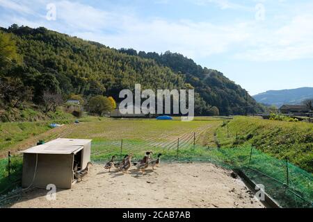 Die integrierte Reis-Enten-Landwirtschaft (IRDF), in der Enten sich in Reisfeldern von Insekten und Unkraut ernähren und Reispflanzen düngen. Stockfoto