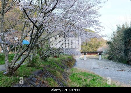 Schöne Kirschblüte im Dorf Shizuoka, Japan. In Japan signalisiert das Auftreten von Kirschblüten, die als Sakura bekannt sind, den Beginn des Frühlings. Stockfoto