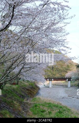 Schöne Kirschblüte im Dorf Shizuoka, Japan. In Japan signalisiert das Auftreten von Kirschblüten, die als Sakura bekannt sind, den Beginn des Frühlings. Stockfoto