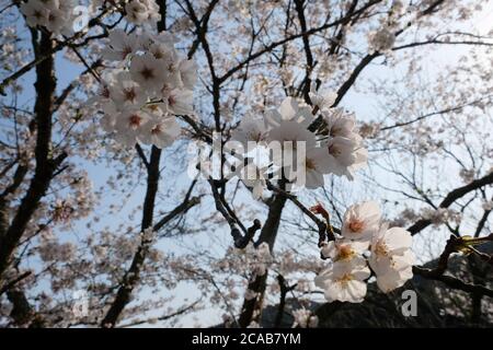 Schöne Kirschblüte im Dorf Shizuoka, Japan. In Japan signalisiert das Auftreten von Kirschblüten, die als Sakura bekannt sind, den Beginn des Frühlings. Stockfoto