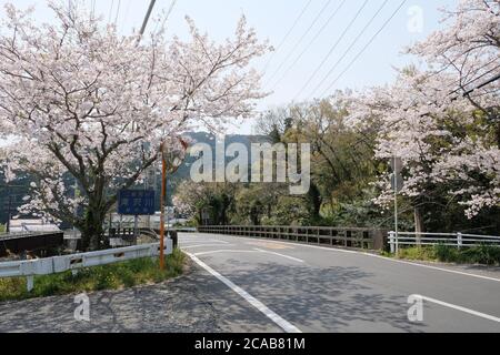 Schöne Kirschblüte im Dorf Shizuoka, Japan. In Japan signalisiert das Auftreten von Kirschblüten, die als Sakura bekannt sind, den Beginn des Frühlings. Stockfoto