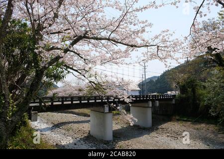 Schöne Kirschblüte im Dorf Shizuoka, Japan. In Japan signalisiert das Auftreten von Kirschblüten, die als Sakura bekannt sind, den Beginn des Frühlings. Stockfoto