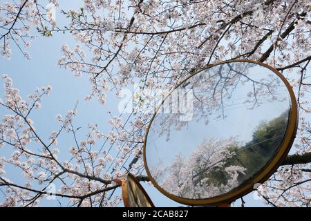 Schöne Kirschblüte im Dorf Shizuoka, Japan. In Japan signalisiert das Auftreten von Kirschblüten, die als Sakura bekannt sind, den Beginn des Frühlings. Stockfoto