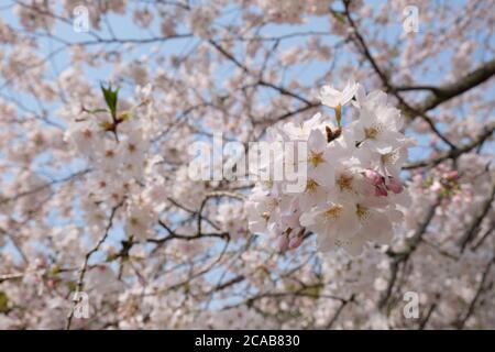 Schöne Kirschblüte im Dorf Shizuoka, Japan. In Japan signalisiert das Auftreten von Kirschblüten, die als Sakura bekannt sind, den Beginn des Frühlings. Stockfoto