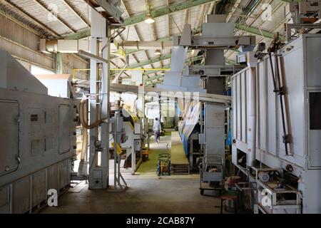 Eine gut ausgestattete japanische Grüntee-Verarbeitungsfabrik in Shizuoka, Japan. Vom Dämpfen, Rollen bis zum Trocknen. Stockfoto