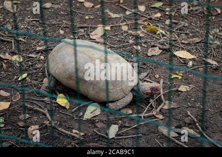 Eine Rotfußschildkröte (Chelonoidis carbonarius - Schildkrötenart aus Nord-Südamerika) auf dem Boden im Tierpark Belo Horizonte. Stockfoto