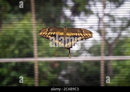 Ein riesiger Schwalbenschwanz (Papilio cresphontes - größter Schmetterling in Nordamerika) Landete auf der Einzäunung des Schmetterlingszentrums von Belo Horizonte Zoo Stockfoto