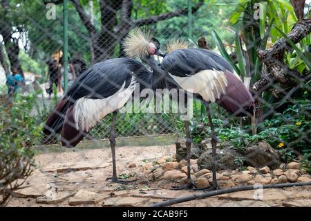 Ein Paar von schwarz gekrönten Kranich (Balearica pavonina - ein Vogel in der Kranfamilie Gruidae) in seinem Käfig in Belo Horizonte zoologischen Park. Stockfoto