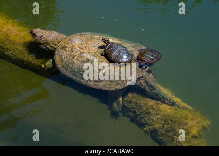 Schnappschildkröte, Chelydra serpentina, und bemalte Schildkröten, Chrysemys picta, eine bemalte Schildkröte, die sich auf Algen ernährt, auf der Rückseite der Schnappschildkröte, Maryland Stockfoto