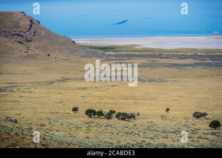 Ein Blick auf die Natur im Antelope Island State Park, Utah Stockfoto