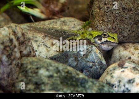 Eine Pacific Tree Kaulquappe, die Beine und Arme gekeimt hat, aber immer noch einen Schwanz hat. In einem Aquarium. Stockfoto