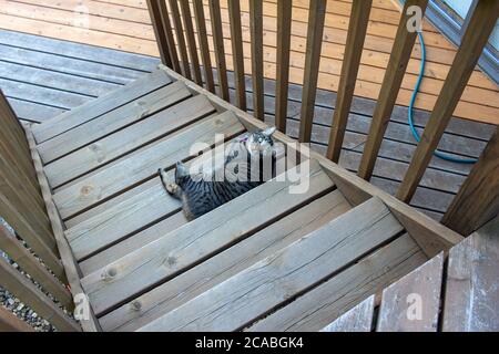 Blick in einen hohen Winkel auf eine graue gestreifte Katze mit Tabby, die sich auf einer Holztreppe im Freien auflehnend Stockfoto