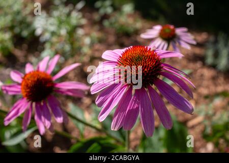Nahaufnahme von blühenden Blütenköpfen auf einer purpurnen Kegelblume (Echinacea purpurea) Pflanze mit defokussierter Hintergrundfarbe Stockfoto