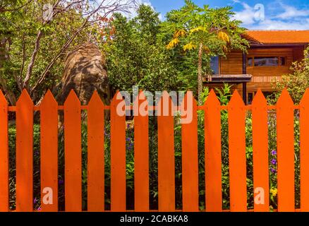 Holzzaun Außen bestehend aus Streifen von orangefarbenen Platten mit der Sonne scheint auf sie und blauen Himmel. Blick auf den grünen Garten. Wochenende auf dem Land Stockfoto