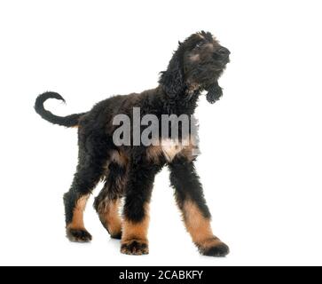 Afghan hound Welpen vor weißem Hintergrund Stockfoto