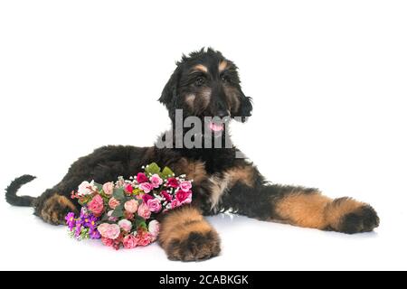 Afghan hound Welpen vor weißem Hintergrund Stockfoto