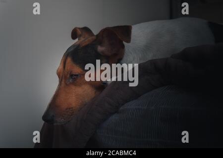 Jack Russell Terrier Hund einschlafen auf einem Bett. Stockfoto