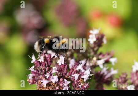 Eine hübsche Bumblebee, Bombus, bestäubt eine Majoran Blume, Origanum majorana, in einem Cottage Garden in Großbritannien. Stockfoto