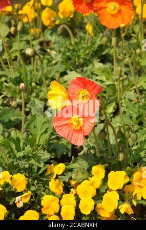 Vertikale Aufnahme von bunten Schwefel Kosmos Blumen auf dem Feld Stockfoto