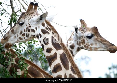 Zwei Giraffen in der Liebe. Stockfoto