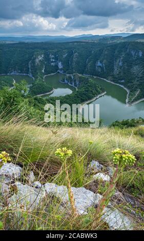 Schöne Sommer-Ansicht von oben auf die Mäander des Uvac Flusses, Serbien. Stockfoto