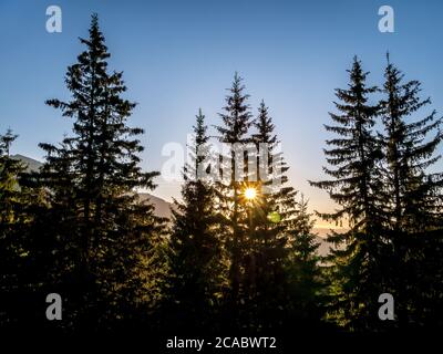 Schöne Sonnenuntergangslandschaft mit den Sonnenstrahlen durch die Pinien.Sonnenuntergang in den Karpaten, Rumänien. Stockfoto