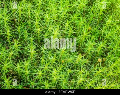 Polytrichastrum formosum gemeinhin als Haarmütze Moos oder Haar Moos natürliche Textur Hintergrund. Stockfoto