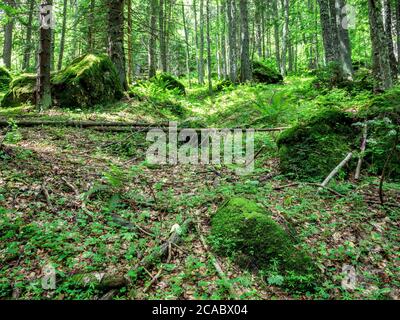 Waldlandschaft Landschaft in den Karpaten. In Rumänien. Stockfoto
