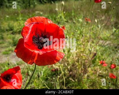 Papaver rhoeas rote Blume auch als gemeiner Mohn auf dem Feld bekannt. Stockfoto