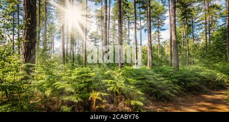 Schöner Wald im Sommer mit hellem Sonnenlicht, das durch die Bäume scheint. Stockfoto