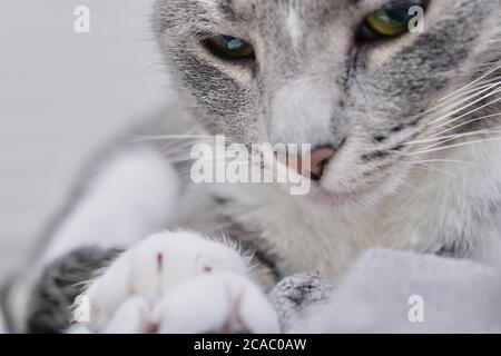 Nahaufnahme einer grauen gestromten Katze Stockfoto