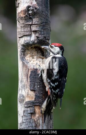 Schöner Buntspecht, der in Norfolk in der Rinde eines Baumes Nahrung findet. Stockfoto